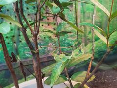 -上海大自然野生昆虫馆(东方明珠·爬宠昆虫探索中心)