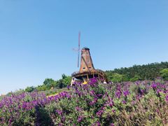 -大塘金香草谷