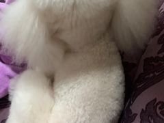 -北京恒爱动物医院(清景园分院)