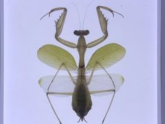 -上海昆虫博物馆