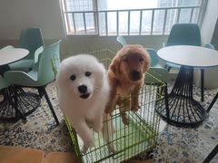 -Let's go狗咖·猫咖·奶狗·桌游(春熙路IFS店)