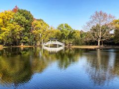 -上海共青森林公园