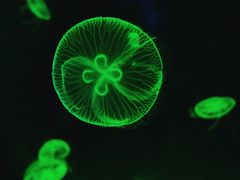 -暹罗海洋世界