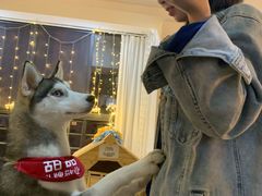 -Husky Go! 哈士奇体验馆·宠物咖啡厅狗咖