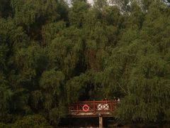 -大亚湾红树林城市湿地公园