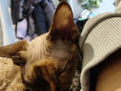-琪喵猫屋·撸猫猫咖·猫舍