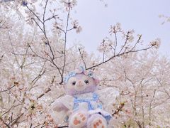 -顾村公园