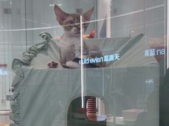 -babydoll猫舍·米努特·德文·缅因(久光中心店)