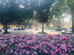 -西湖公园(鼓楼区)