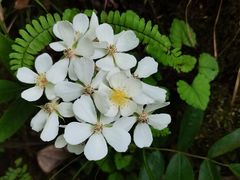 -西岭雪山大飞水景区