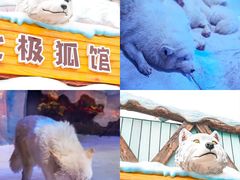 -海合安成都极地海洋公园