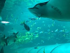 -悉尼海洋生物水族馆