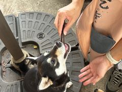 -柴犬高等学院·狗咖·柴犬售卖·宠物训练