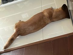 -艾贝尔宠物医院·狂犬免疫点(江山金象城店)