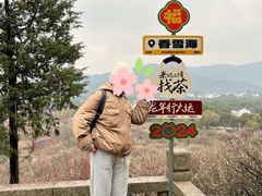 -香雪海