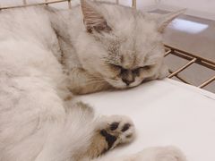 -豆老板的猫咖啡(碑林博物馆店)