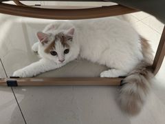 -lincat·猫舍(广州店)