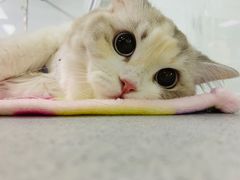 -达爱动物医院·犬猫分区·CT·复杂眼科(远洋山水分院)