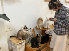 -李小姐の猫咖啡馆(五角场店)
