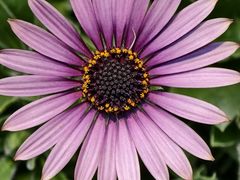 -香炉礁家具市场