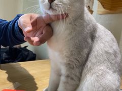 -藏猫猫咖啡主题馆(中央大道店)