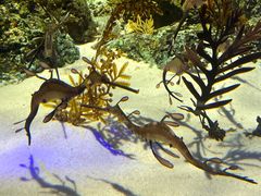 -新加坡海洋生态馆