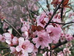 -金鸡湖桃花岛