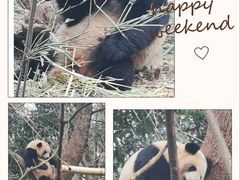 -成都大熊猫繁育研究基地