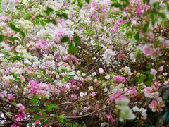 -深圳国际园林花卉博览园