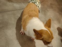 -more than meow吴止猫主题餐厅(承德 中船汇店)