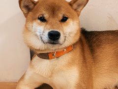 -是阿柴呀！柴犬咖啡·爱喵喵猫咖