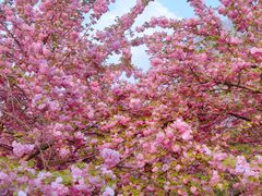 -莲花池公园