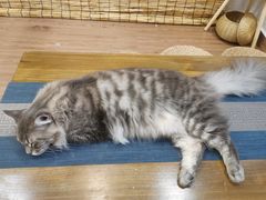 -楼上猫咖(罗湖店)