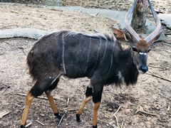 -清迈夜间动物园