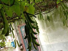 -桂林市花鸟市场