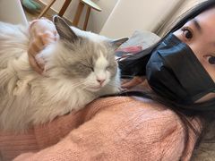 -有喵·猫咖·狗咖·30几只猫10只小狗(岗厦店)