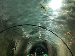 -东方巨龟苑景区