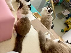 -猫在这儿猫咪咖啡馆·撸猫馆