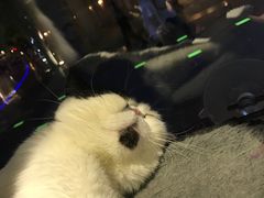 -吉丁鸟咖·异宠·寄养