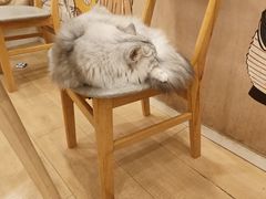 -Let's go狗咖·猫咖·奶狗·桌游(春熙路IFS店)