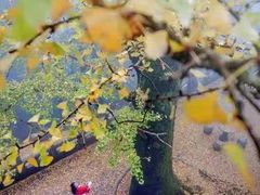 -南岳衡山风景名胜区-南岳大庙