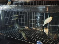 -苏淮景·苏闽融创菜·海鲜(原空港井河轩店)