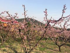 -桃花岛景观公园