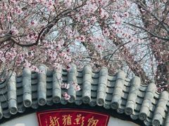 -桃花堤公园