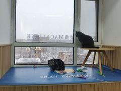 -鼓捣猫呢主题猫咖店