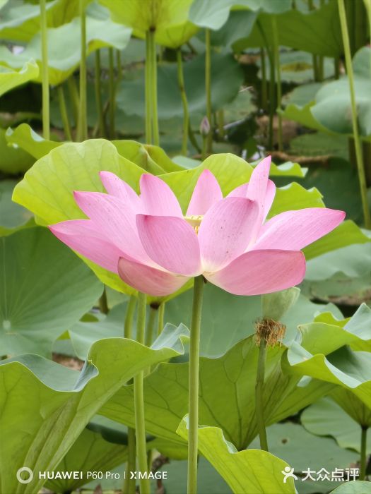 南海子公园图片
