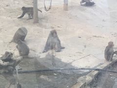 -栾川竹海野生动物园