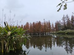 -白鹭湾湿地公园