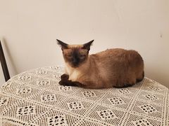 -猫友咖啡店(玉林西路店)