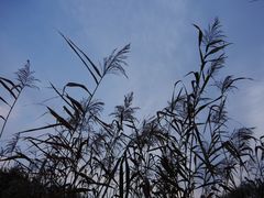 -黑龙江省森林植物园